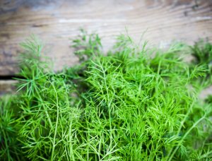 Heilkräuter Dill