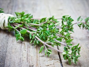 Heilkräuter Thymian