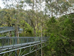 Reisebericht Australien Regenwald