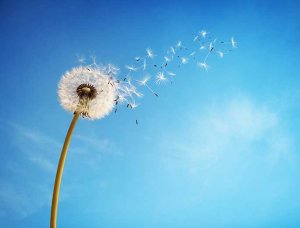 Pusteblume