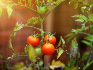 Balkongarten Tomatenpflanze