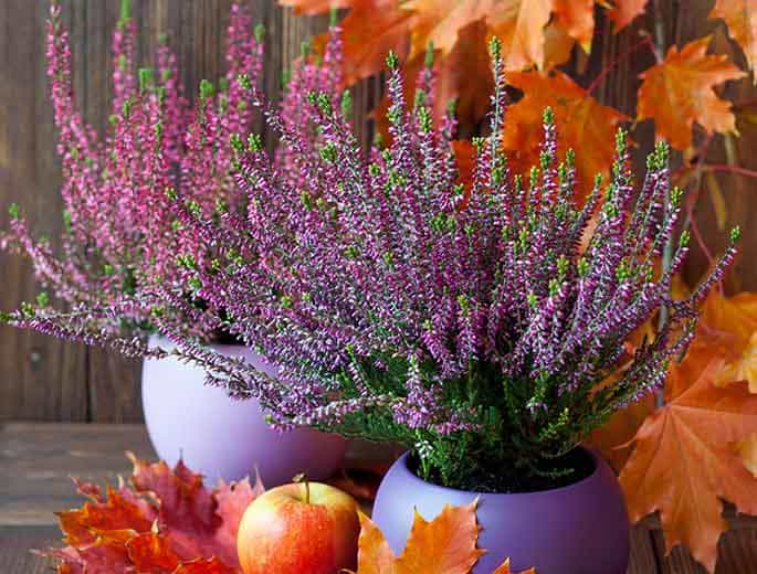Herbstpflanzen für den Balkon silberherzen.de