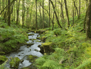 Naturverbundenheit Wald Bach
