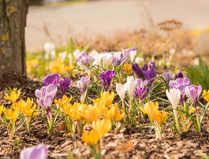 Die beliebtesten Frühlingsblumen - silberherzen.de