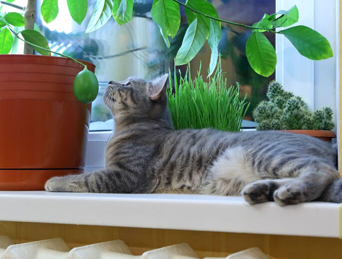 Katze auf Fensterbank