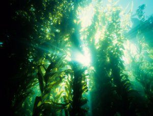 Algen Superfood Aus Dem Meer Silberherzen De
