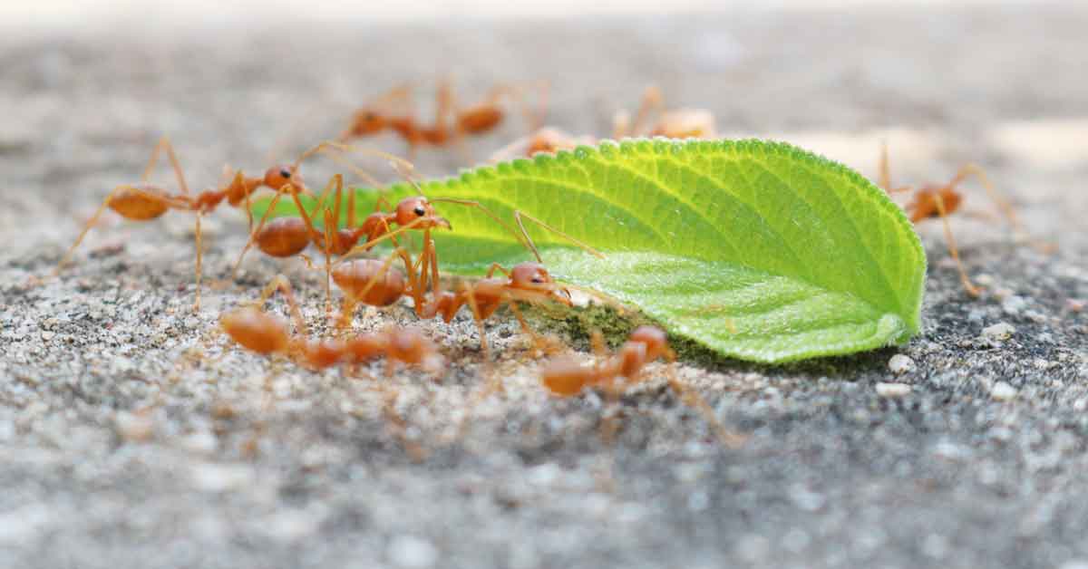 Ameisen ganz ohne Chemikalien loswerden - silberherzen.de