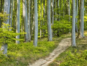 Wanderweg im Wald