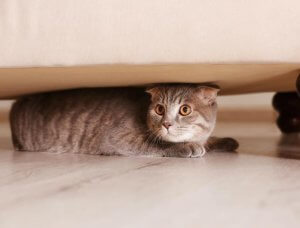 Katze unter Sofa