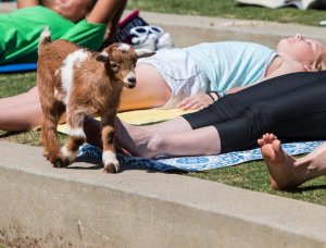 Ziegen Yoga