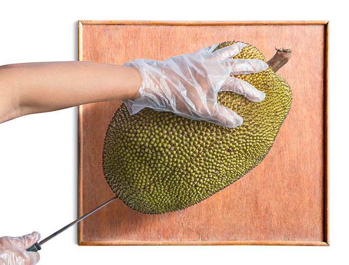 Jackfruit öffnen mit Handschuhen